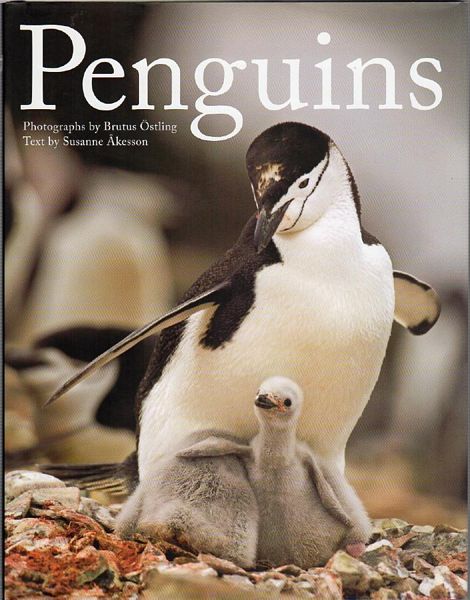 OSTLING, BRUTUS. - Penguins. Text by Susanne Akesson.